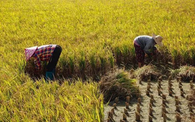水稻种植的流程有哪些「传统水稻种植流程」