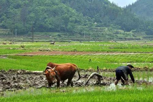 水稻种植的流程有哪些「传统水稻种植流程」